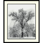 Impression encadrée « Chêne, tempête de neige, parc national de Yosemite - 1948 » par Ansel Adams, 68,5 x 81,3 cm